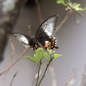 Meet your Posher, Rach